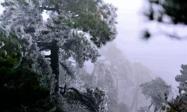 破碎的动物图形3